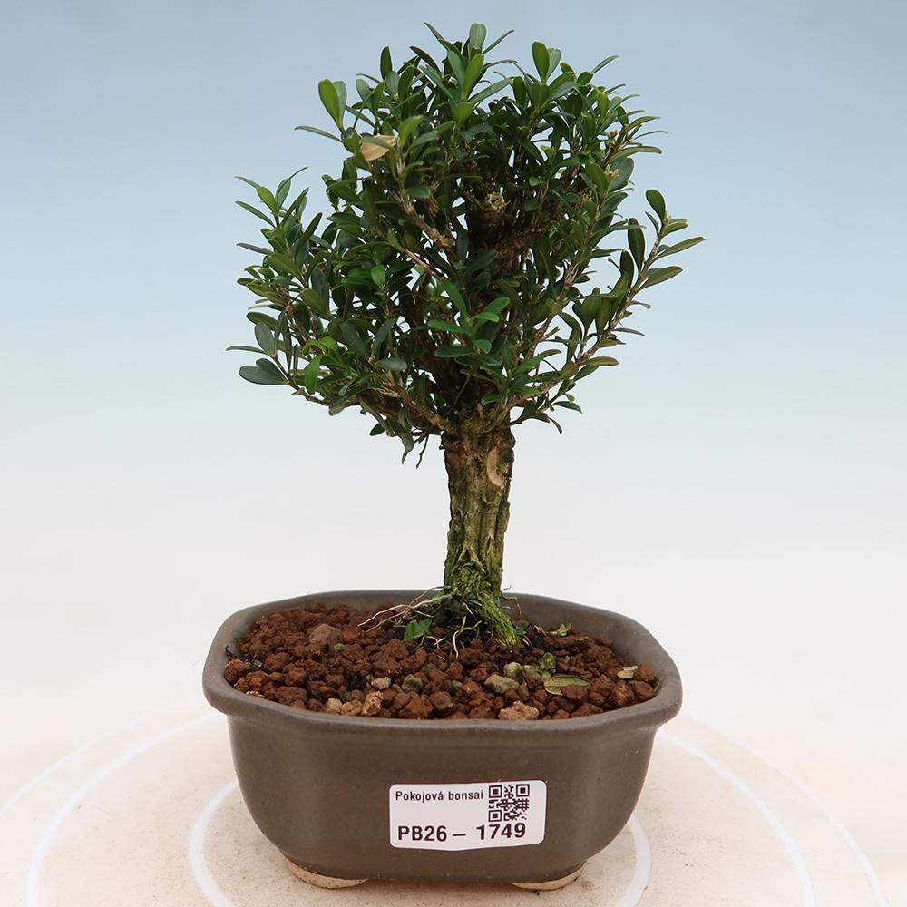 Zimmer Bonsai - Buxus harlandii - Korkbuxus