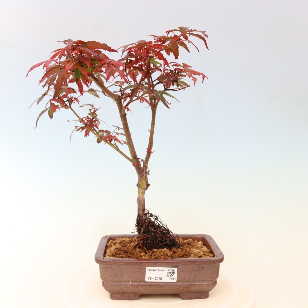 Bonsai für den Außenbereich – Palmenblättriger Ahorn – Acer palmatum „Berry Broom“ 