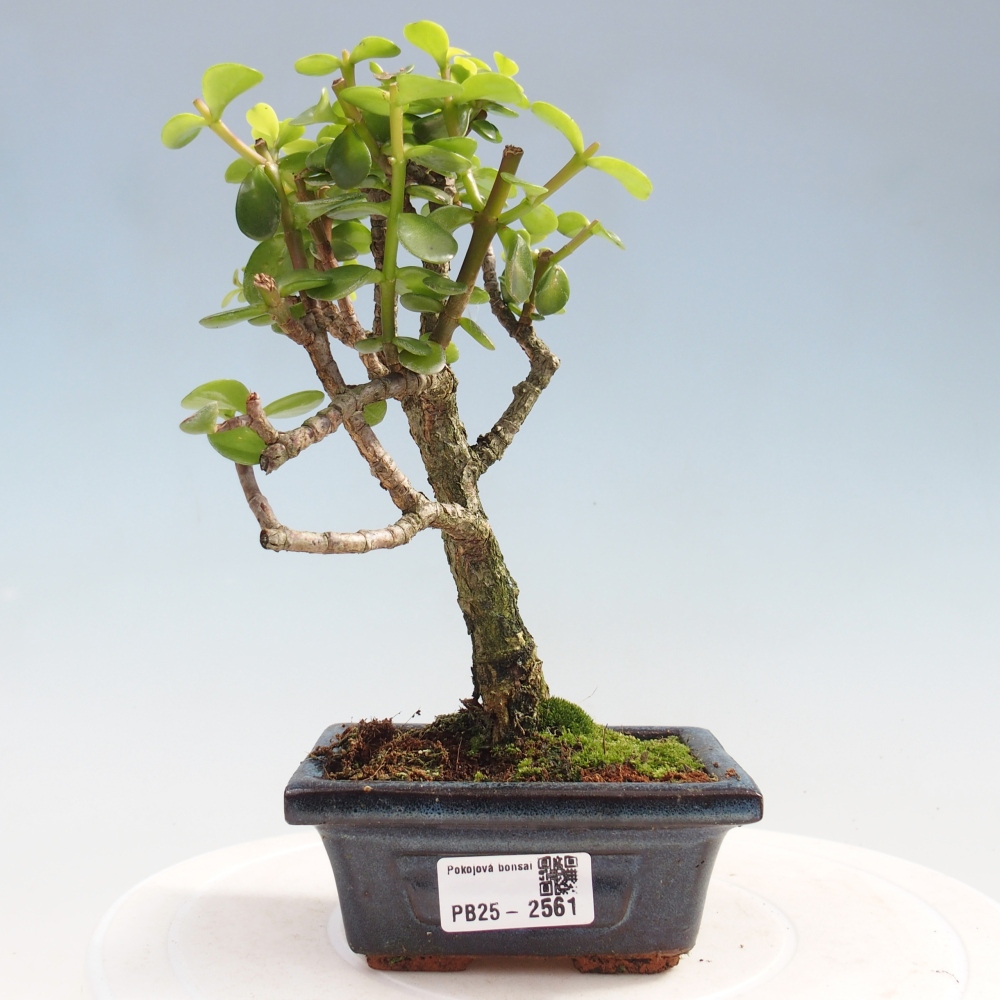 Zimmerbonsai - Portulakaria Afra - Tlustice