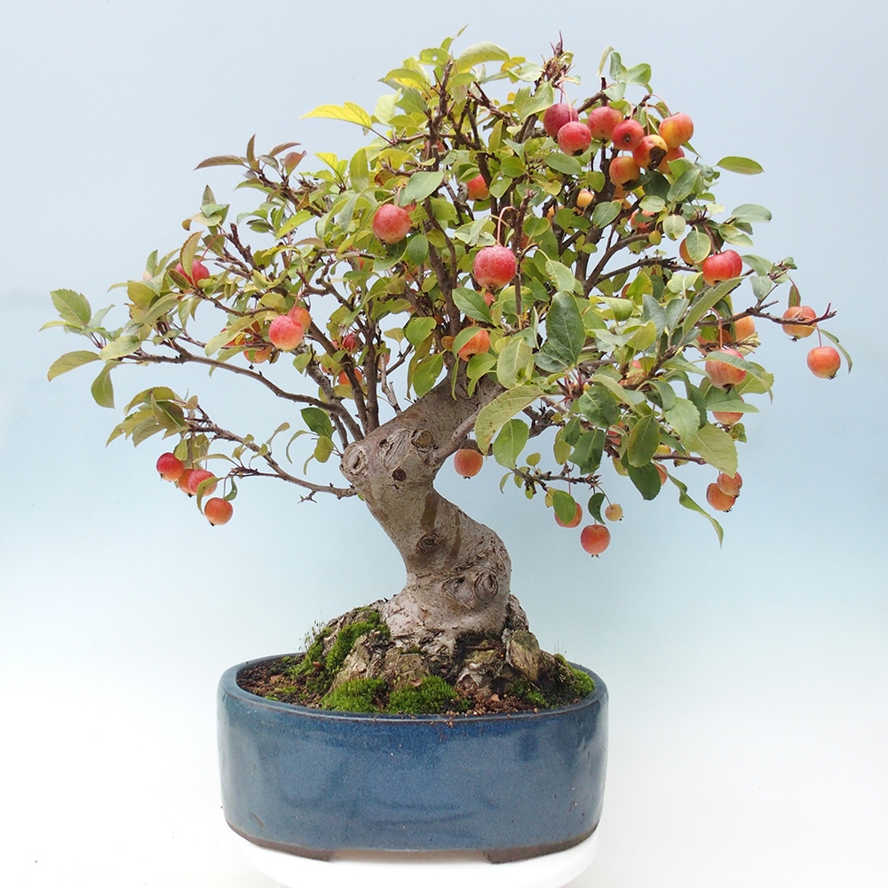 Bonsai im Freien - Malus halliana - Kleinfruchtiger Apfelbaum