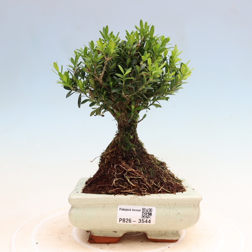 Zimmer Bonsai - Buxus harlandii - Korkbuxus