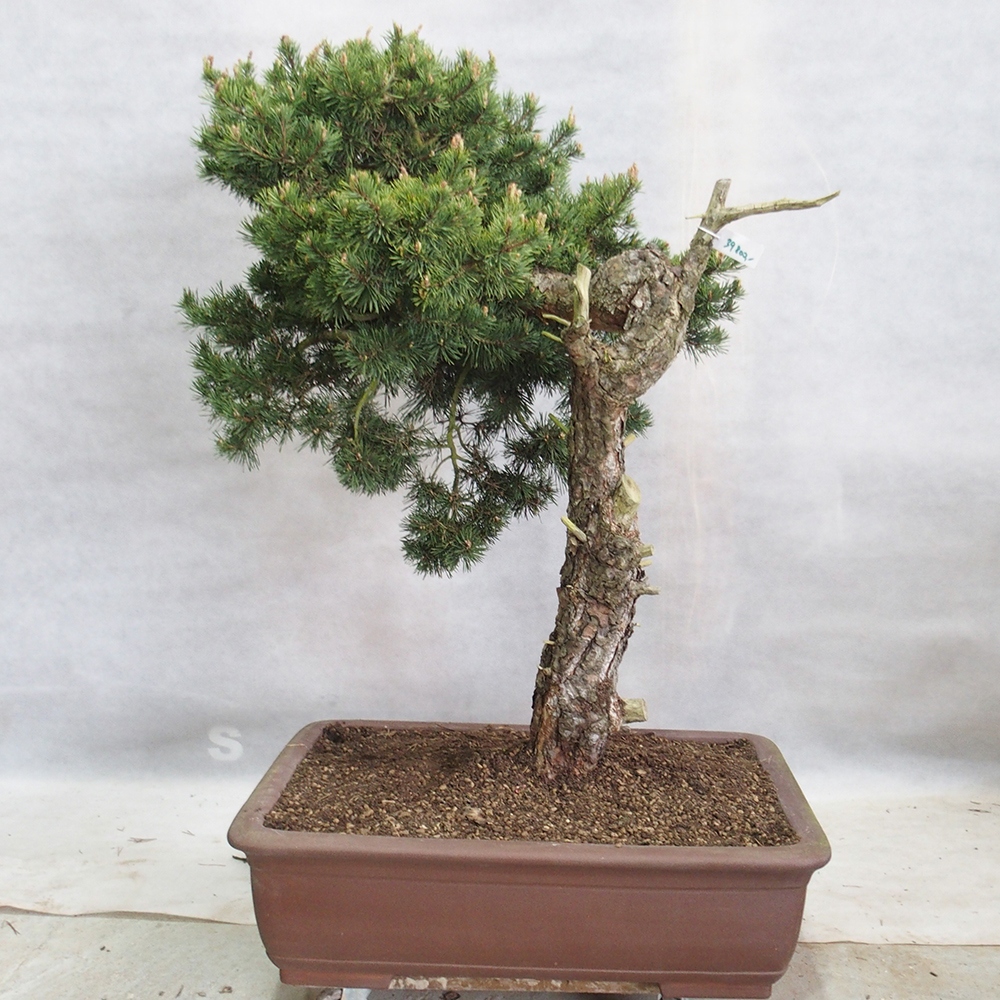 Yamadori - Pinus sylvestris 