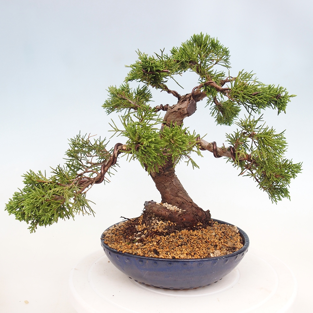 Outdoor bonsai - Juniperus chinensis Itoigawa - Chinese juniper