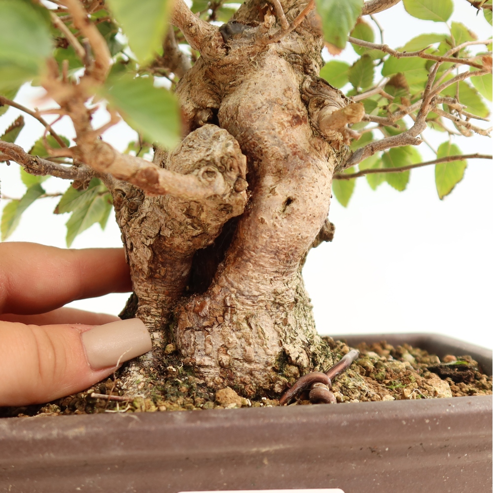 Bonsai für draußen -Carpinus CARPINOIDES - Koreanische Hainbuche