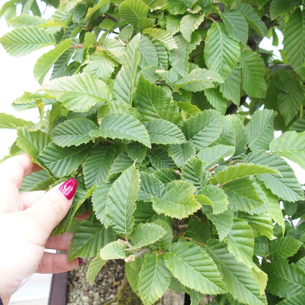 Bonsai im Freien - Hainbuche - Carpinus betulus