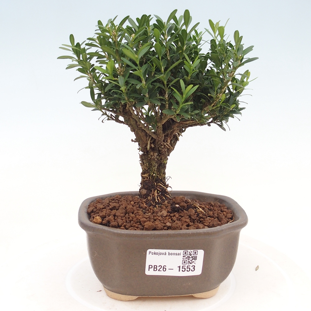 Zimmer Bonsai - Buxus harlandii - Korkbuxus