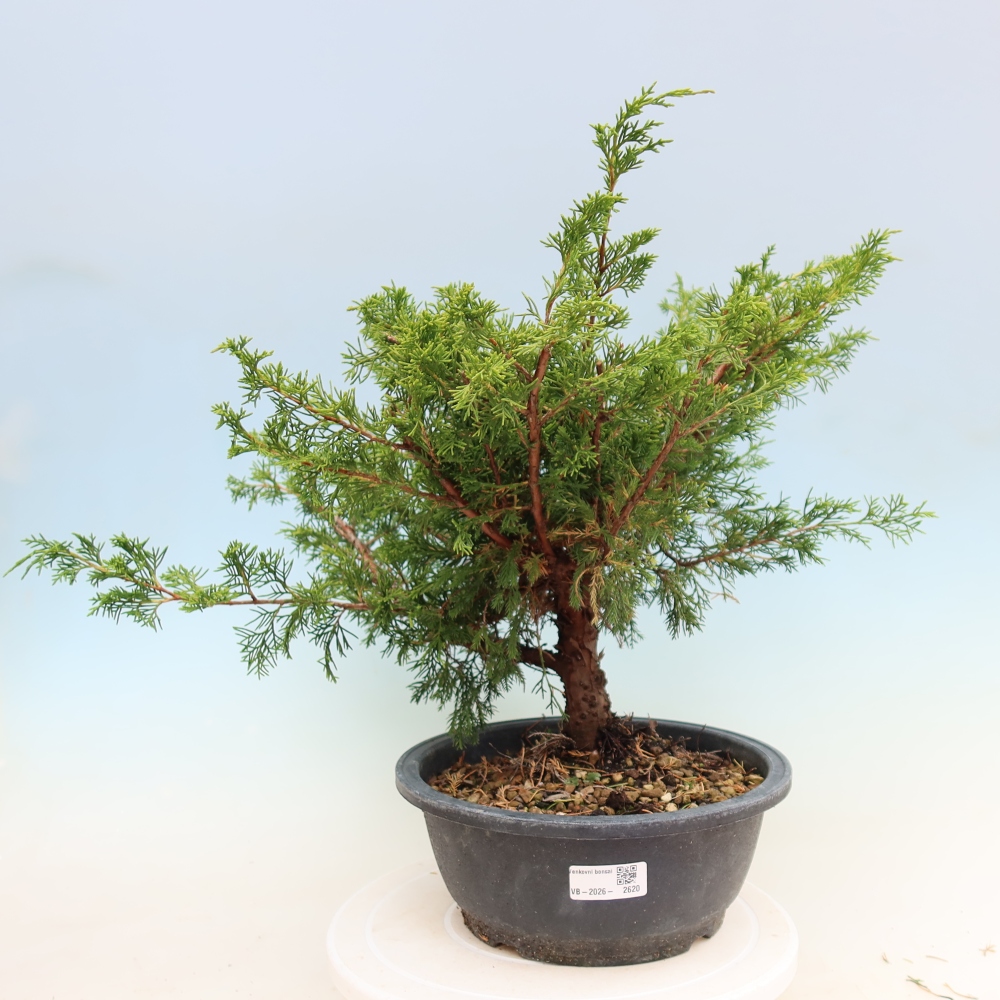 Bonsai für draußen - Juniperus chinensis Itoigawa