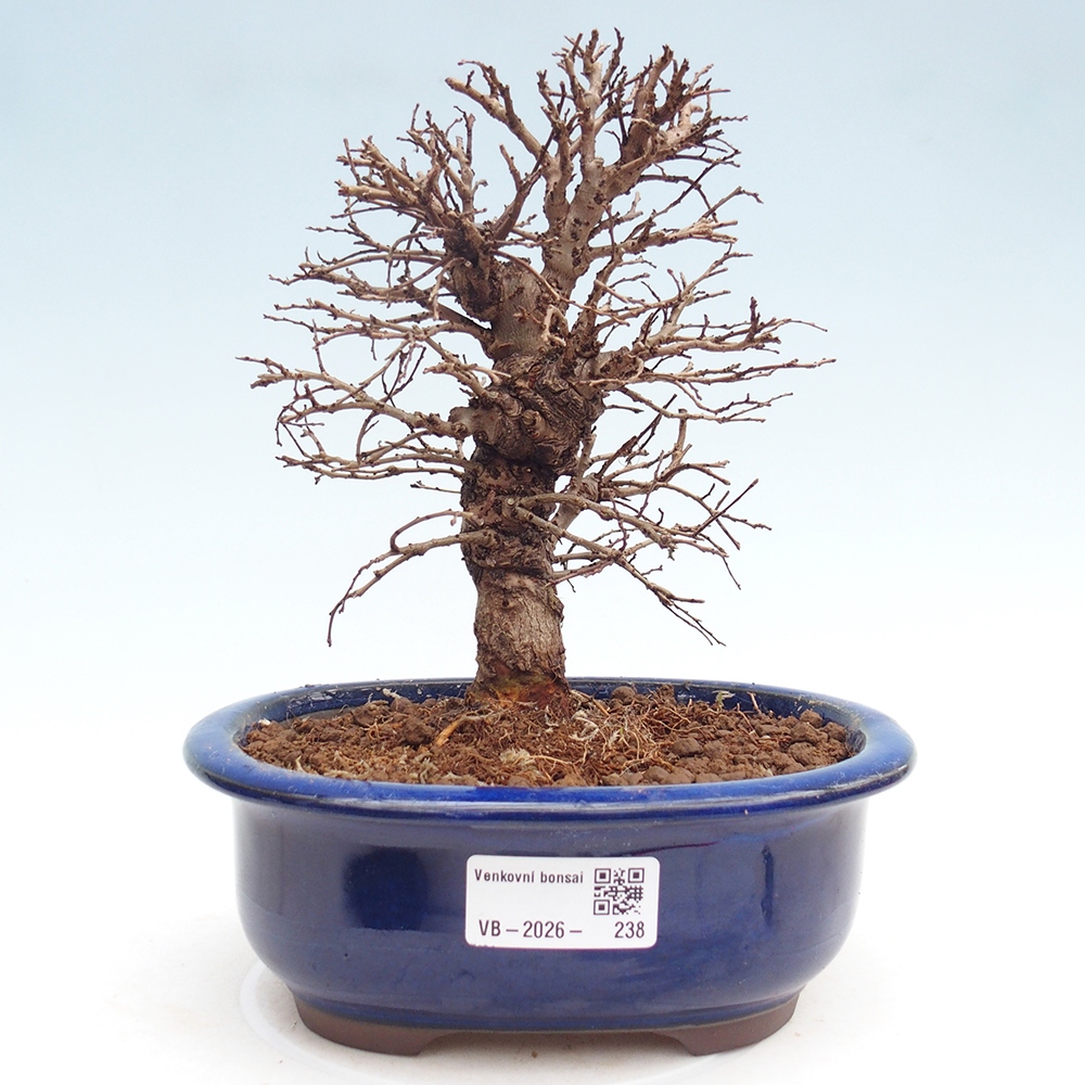 Bonsai für draußen - Zelkova - Zelkova NIRE