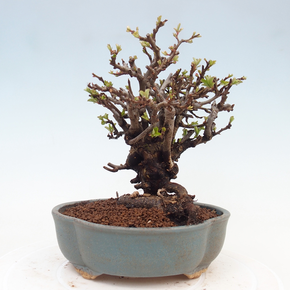Bonsai für draußen - Chaneomeles speciosa - Quitte