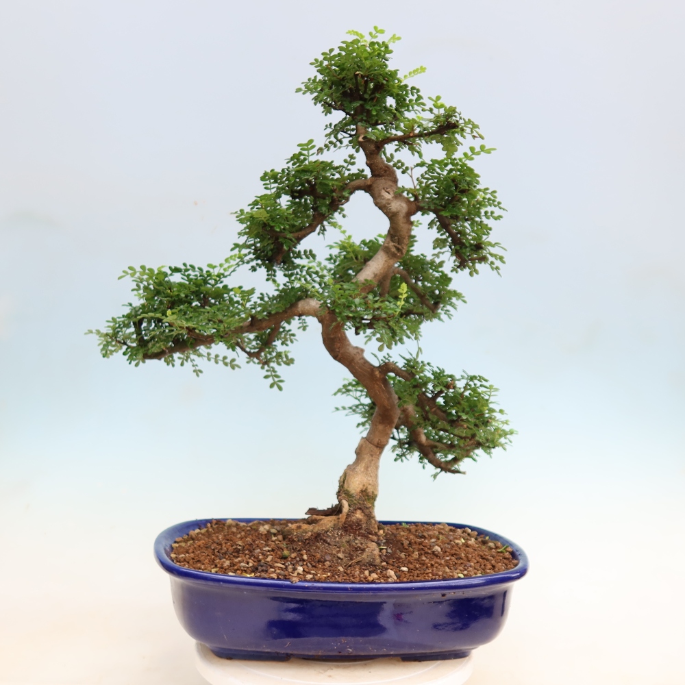 Zimmer Bonsai - Zantoxylum piperitum - Pfefferbaum