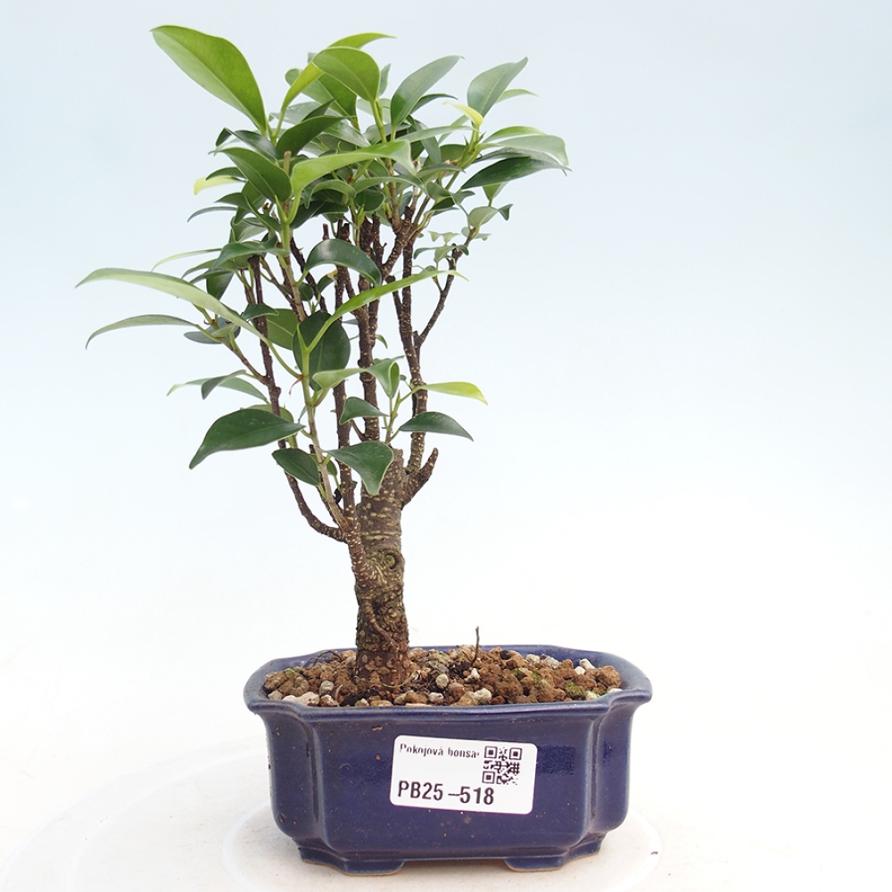 Zimmerbonsai - Kleinblättriger Ficus - Ficus kimmen
