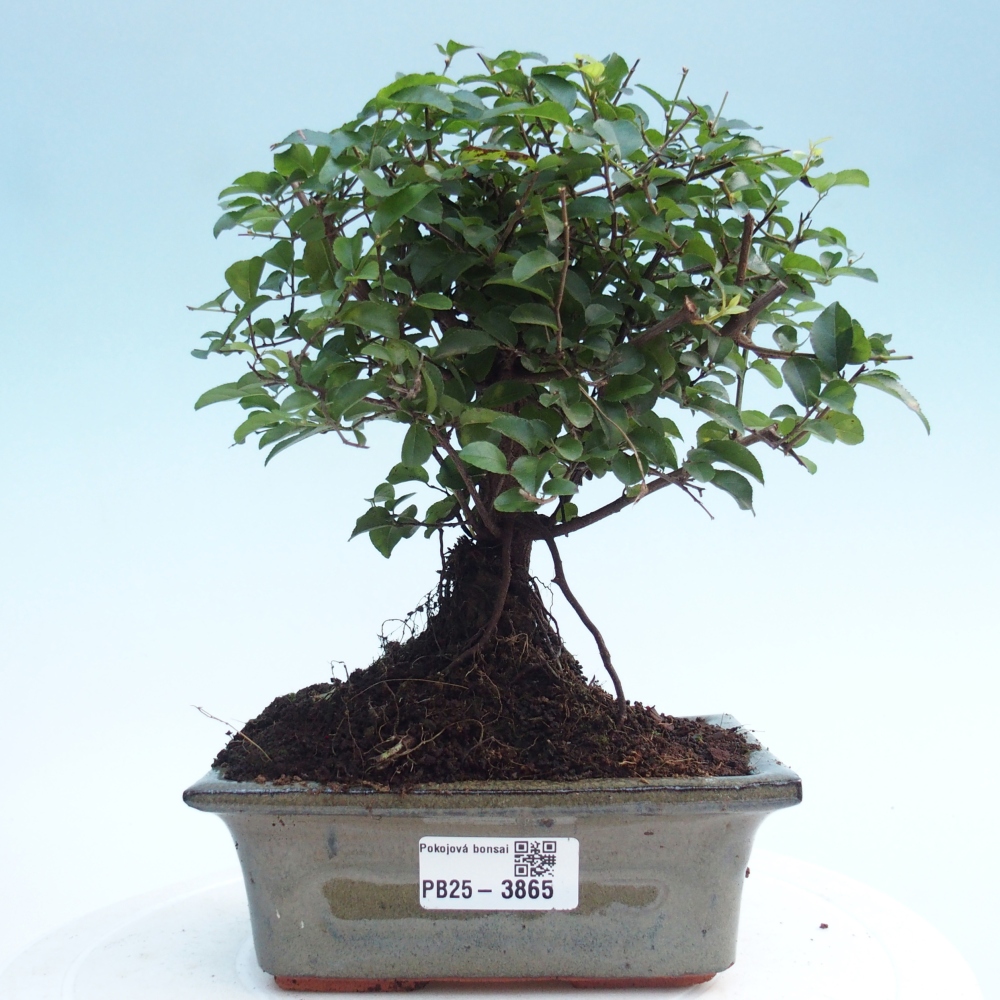 Zimmer Bonsai - Sageretia thea - Sageretia thea