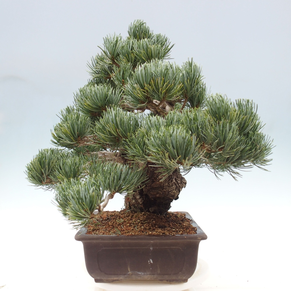 Bonsai im Freien - Pinus parviflora - kleine Kiefer