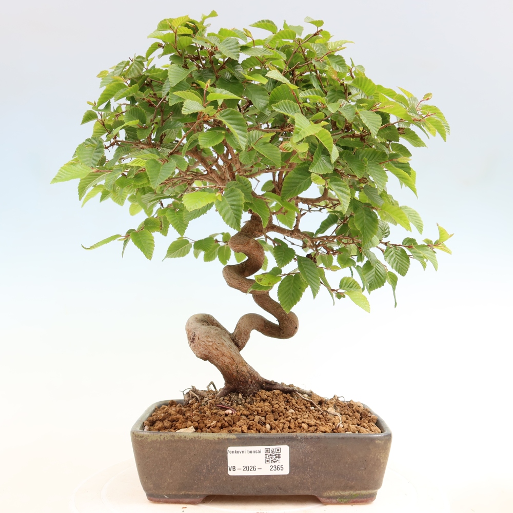 Bonsai für draußen - Karpinus Coreana - Koreanische Hainbuche