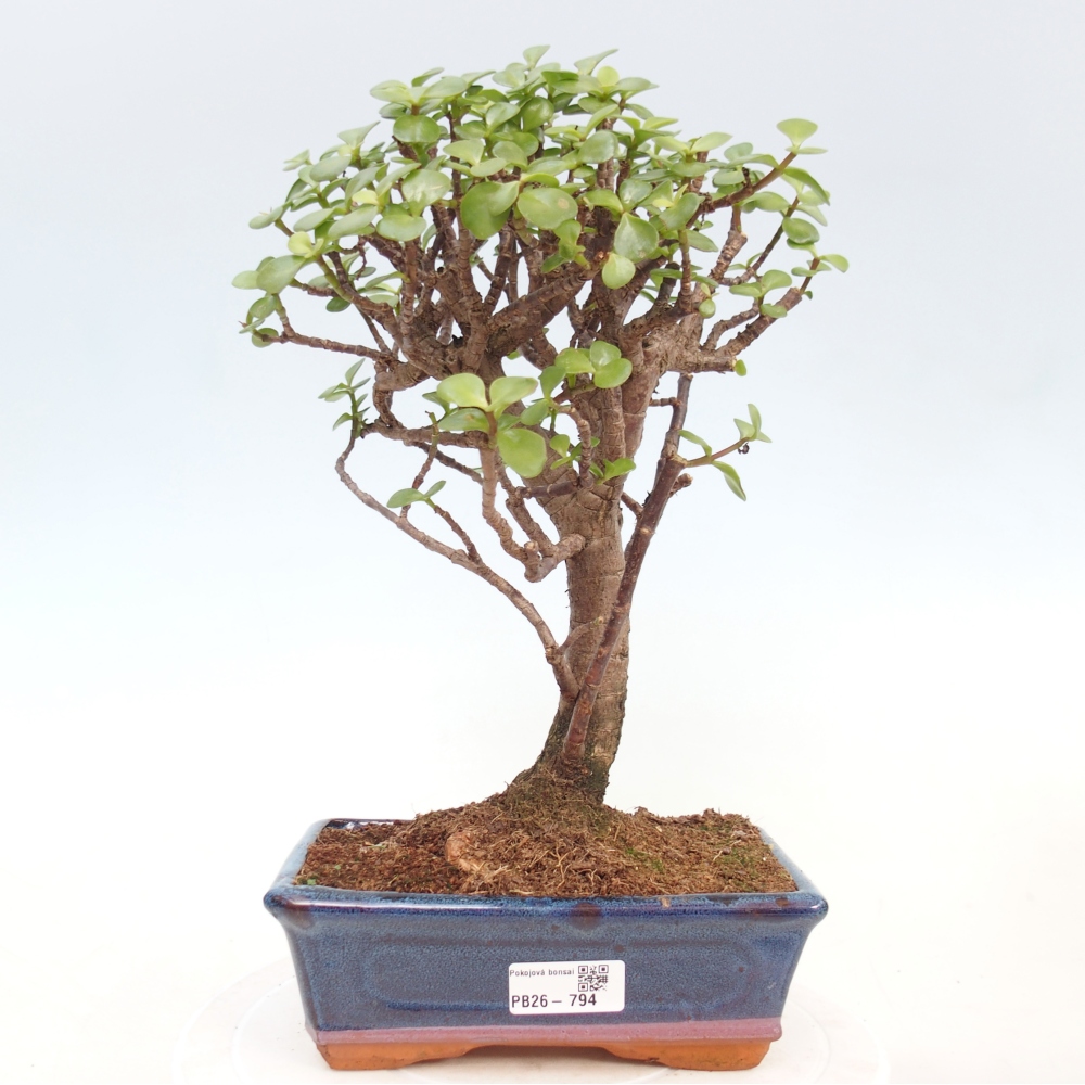 Zimmer Bonsai - Portulakaria Afra - Tlustice