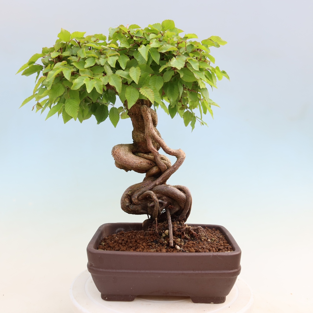 Bonsai für draußen - Karpinus Coreana - Koreanische Hainbuche