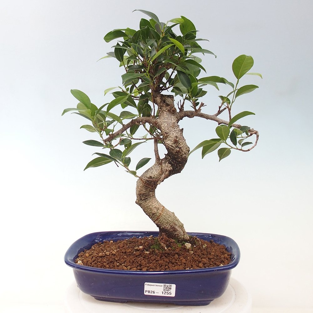 Indoor-Bonsai - Ficus kimmen - kleinblättriger Ficus