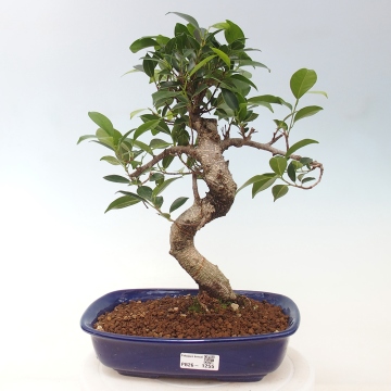bonsai ficus ginseng verliert bltter Ficus 'Ginseng' Bonsai :24 H:70 cm - Pflegeleichter Bonsai
