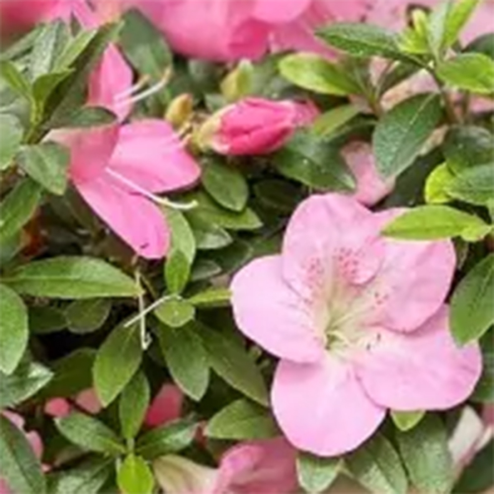 Bonsai für draußen - Japanische Azalee - Azalee Yoko