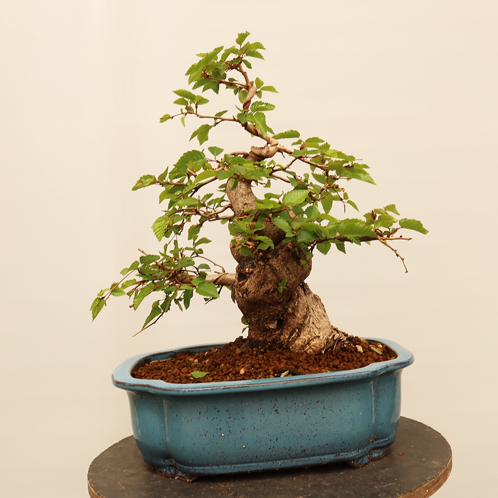 Bonsai im Freien - Carpinus Coreana - Koreanische Hainbuche
