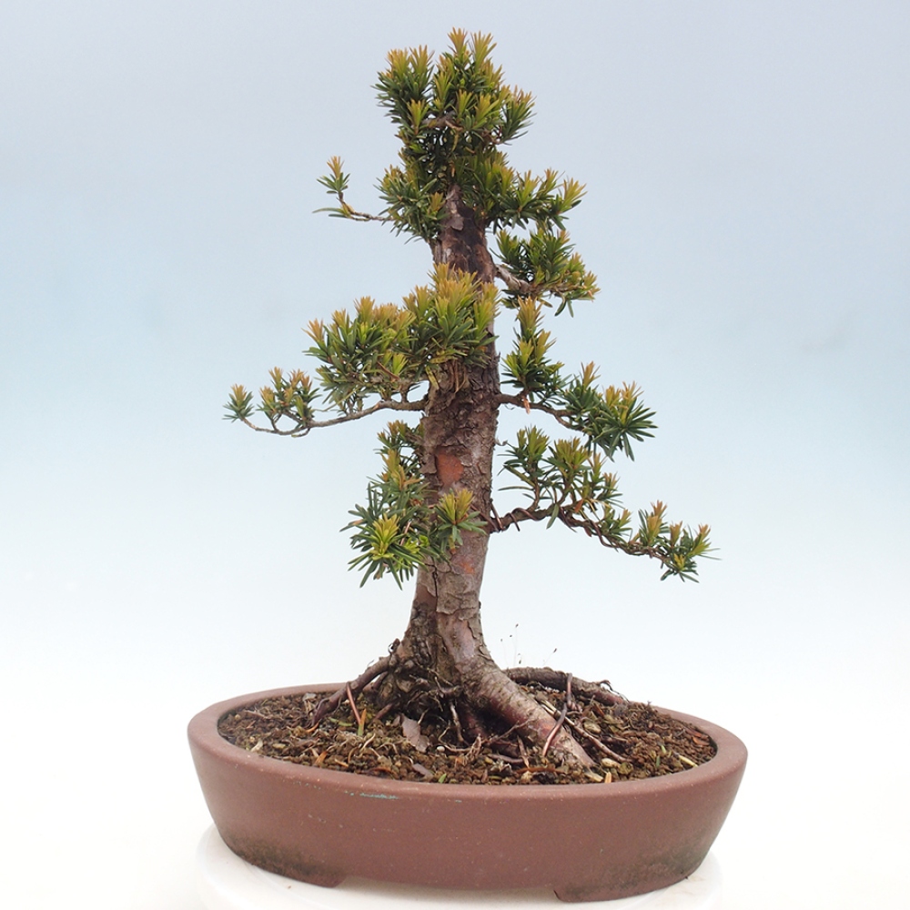Bonsai im Freien - Taxus cuspidata - Japanische Eibe