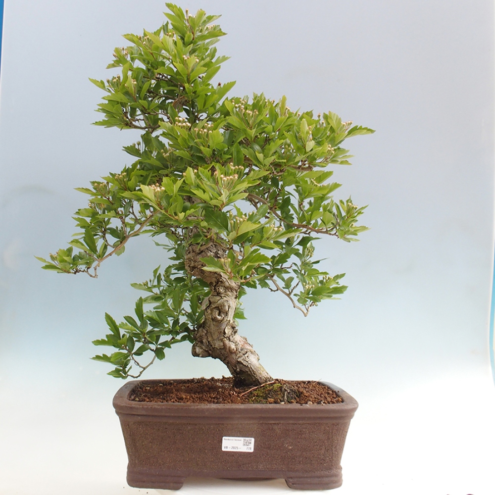 Bonsai im Freien - Weißdorn - Crataegus cuneata