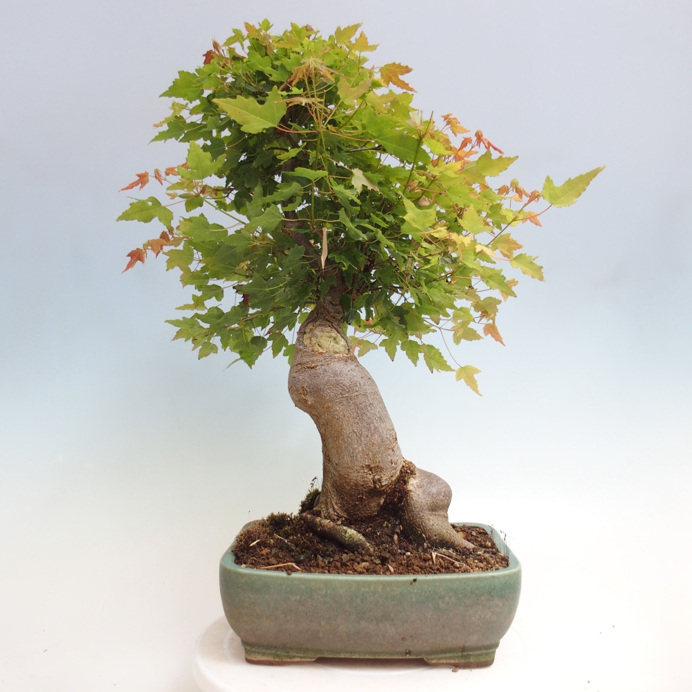 Bonsai im Freien - Ahorn Buergerianum - Burger Maple