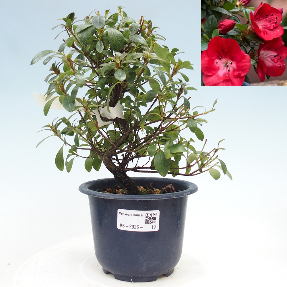 Bonsai für draußen - Japanische Azalee - Azalea Benibeni