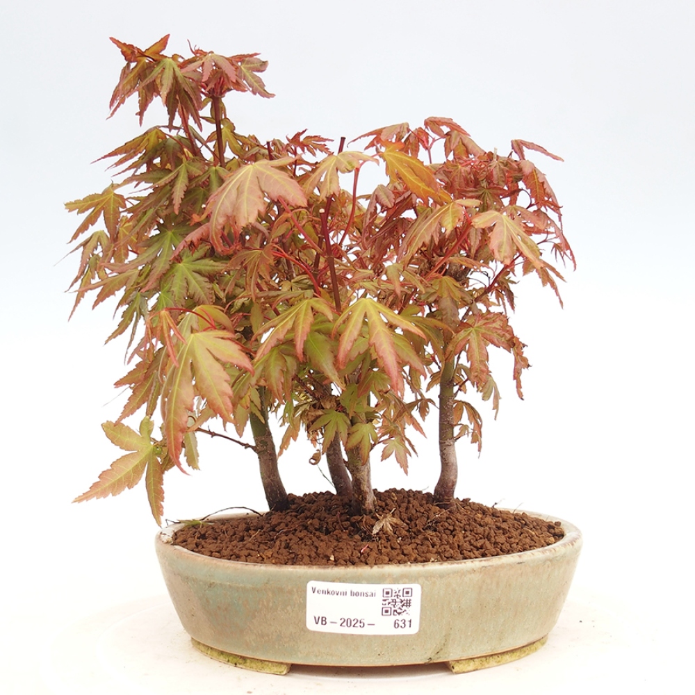 Bonsai im Freien - Acer palmatum - Auburn Ahorn
