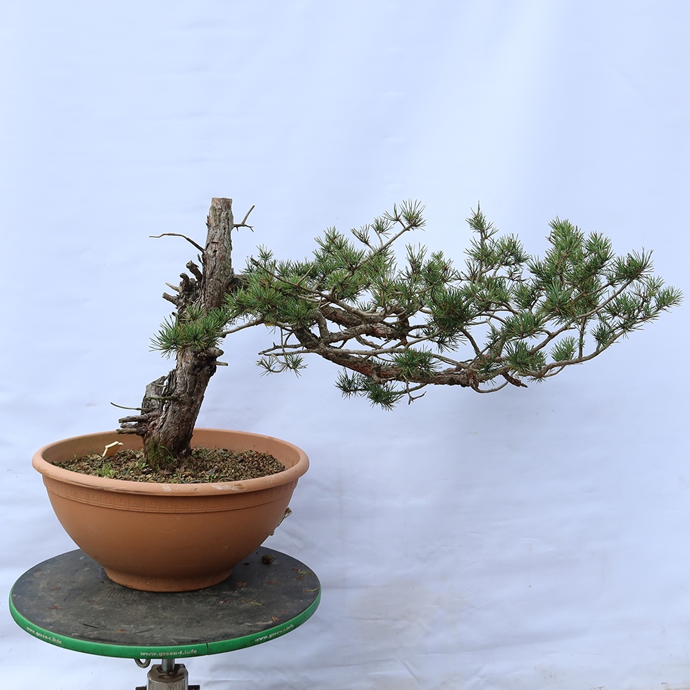 Pinus sylvestris Spanien – Waldkiefer