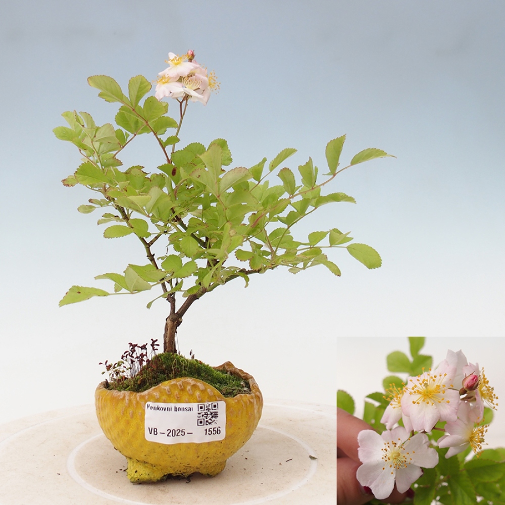 Freilandbonsai - Rosa sp. - kleinblumige Rose