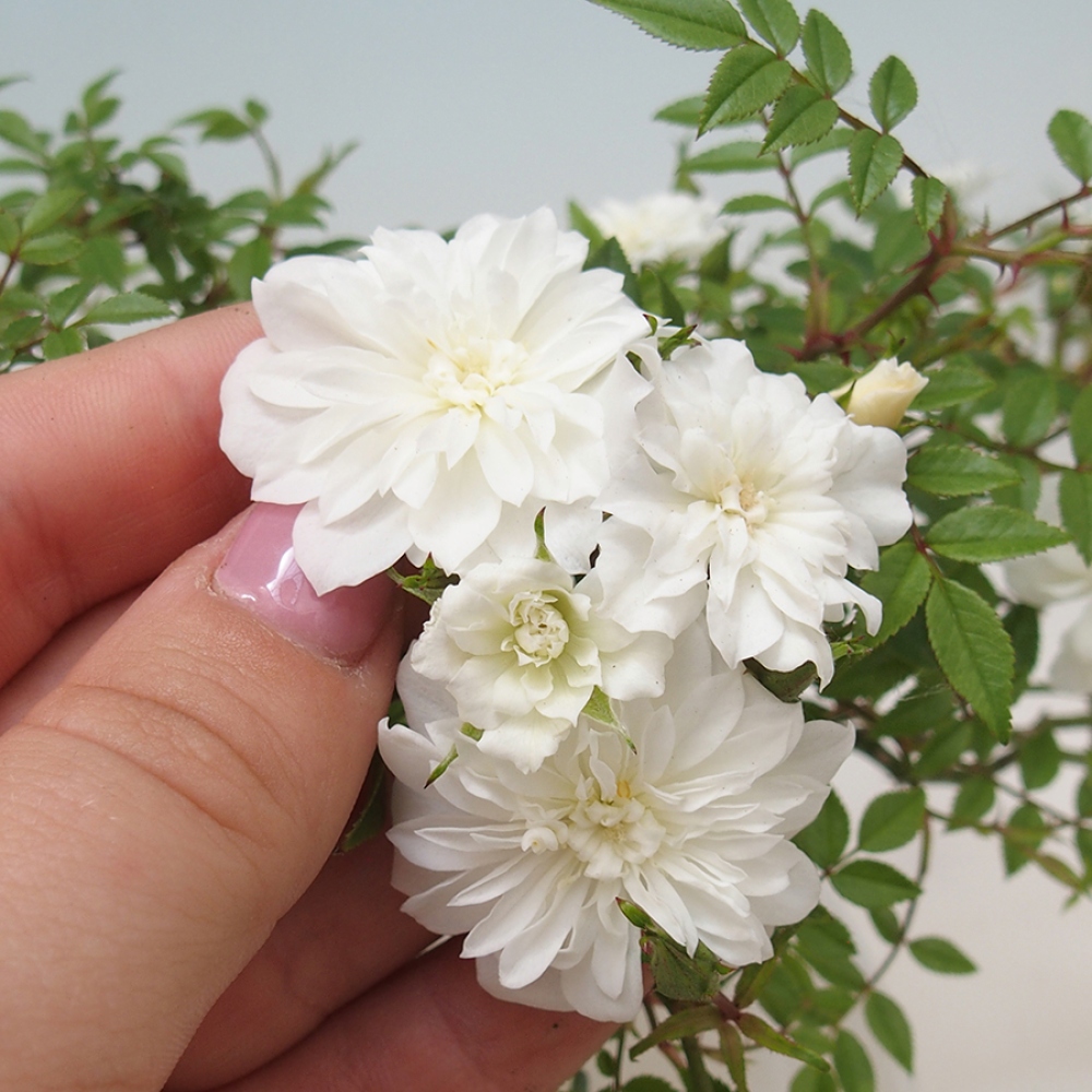Freilandbonsai - Rosa Sea Foam -  Rose