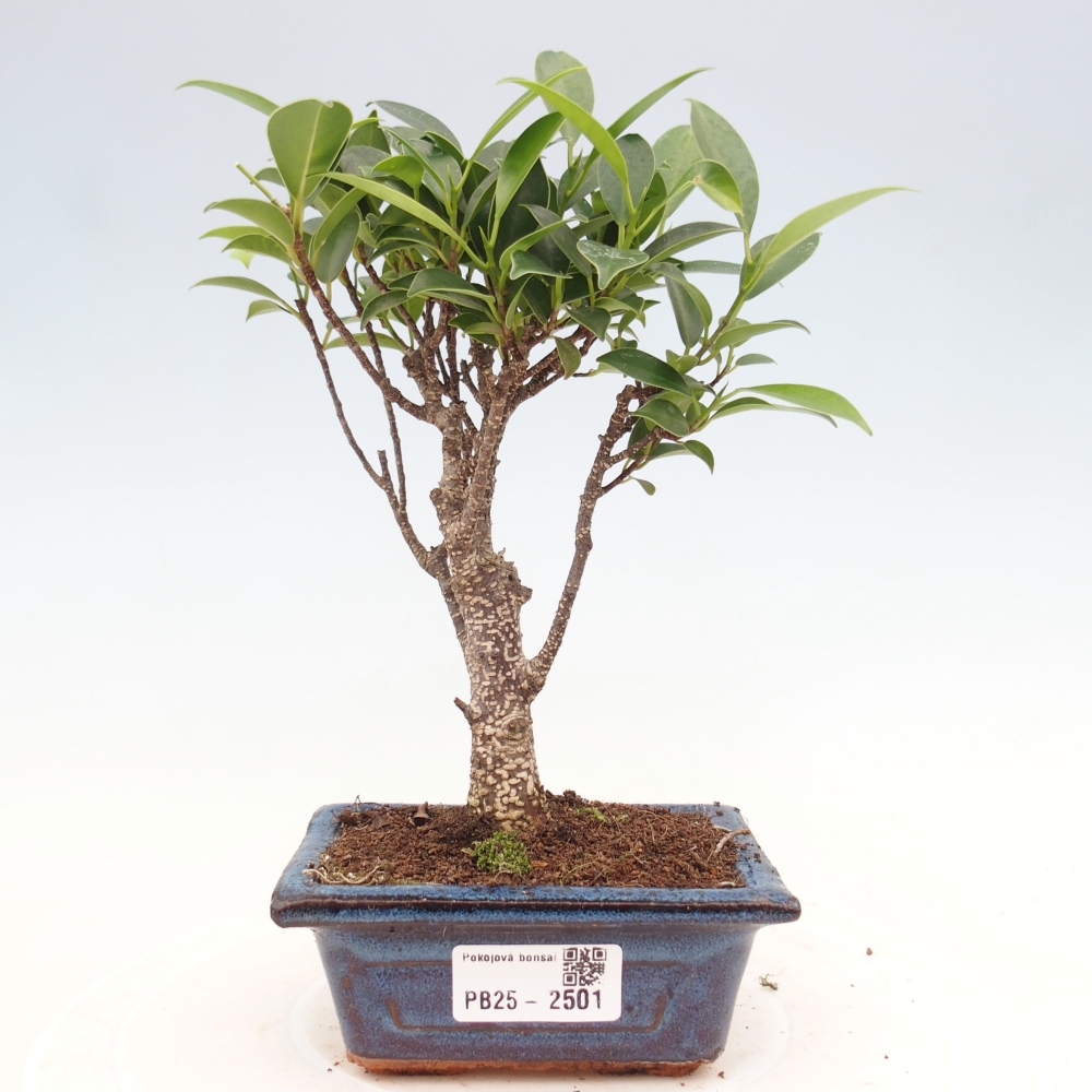 Zimmerbonsai - Kleinblättriger Ficus - Ficus kimmen