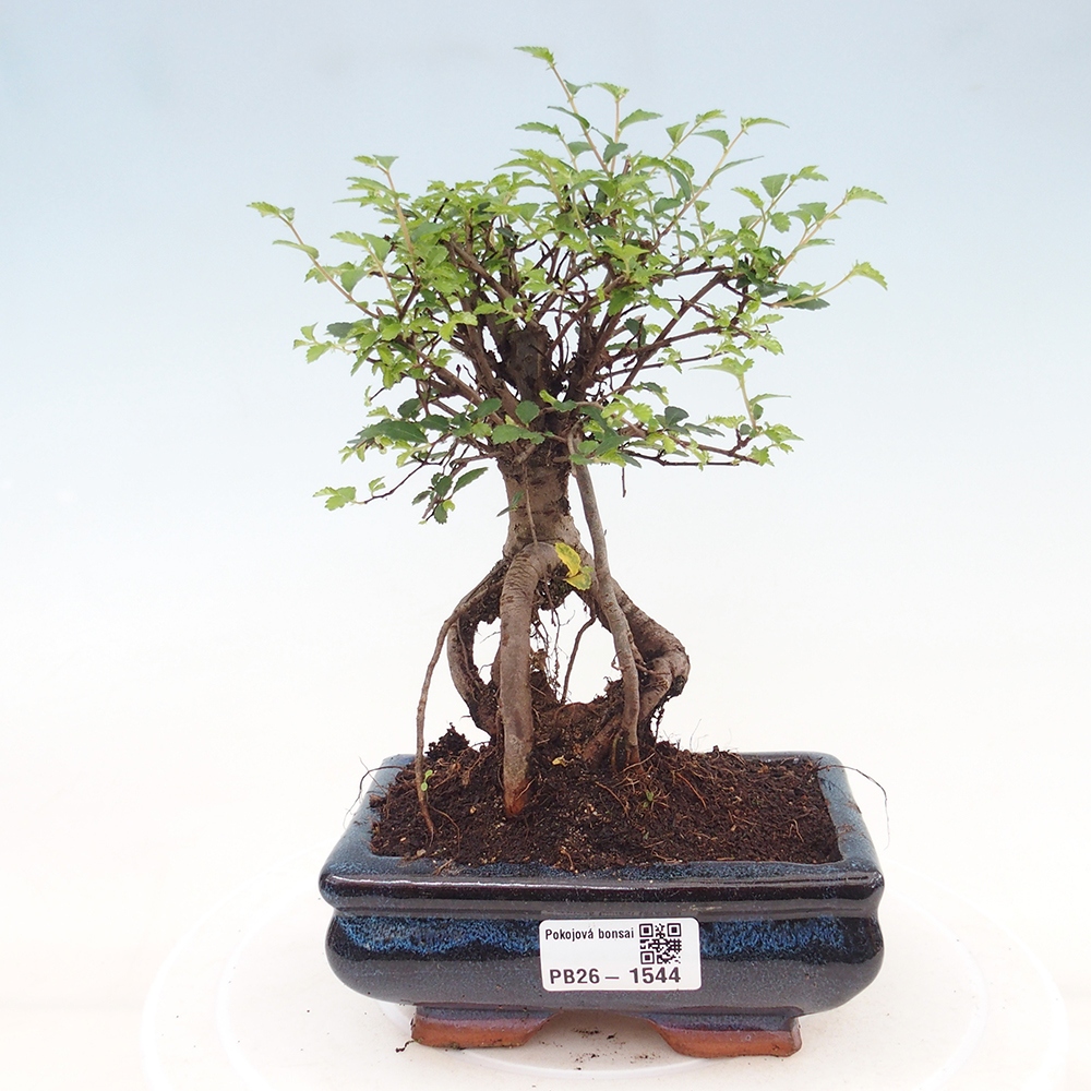 Zimmerbonsai - Ulmus parvifolia - Kleinblättrige Ulme