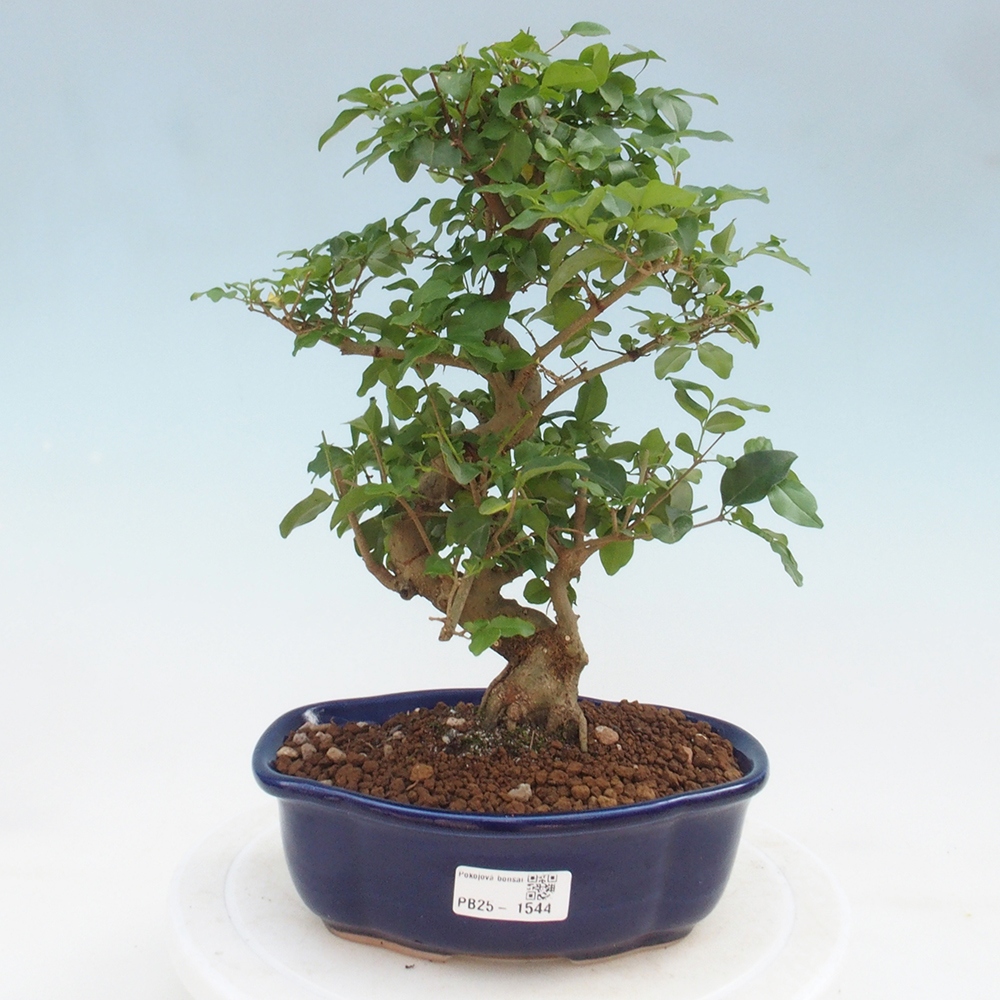 Indoor Bonsai -Ligustrum chinensis - Vogelschnabel