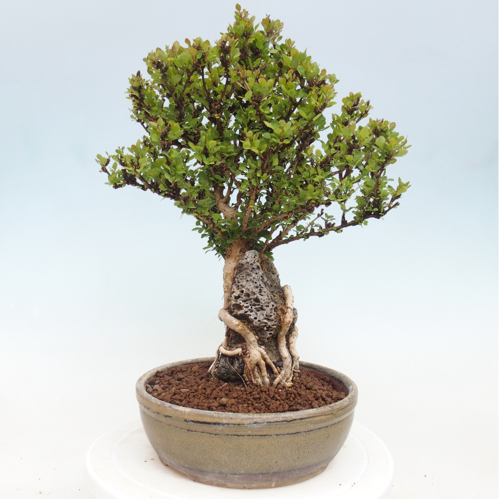 Bonsai für draußen - Berberis coreana