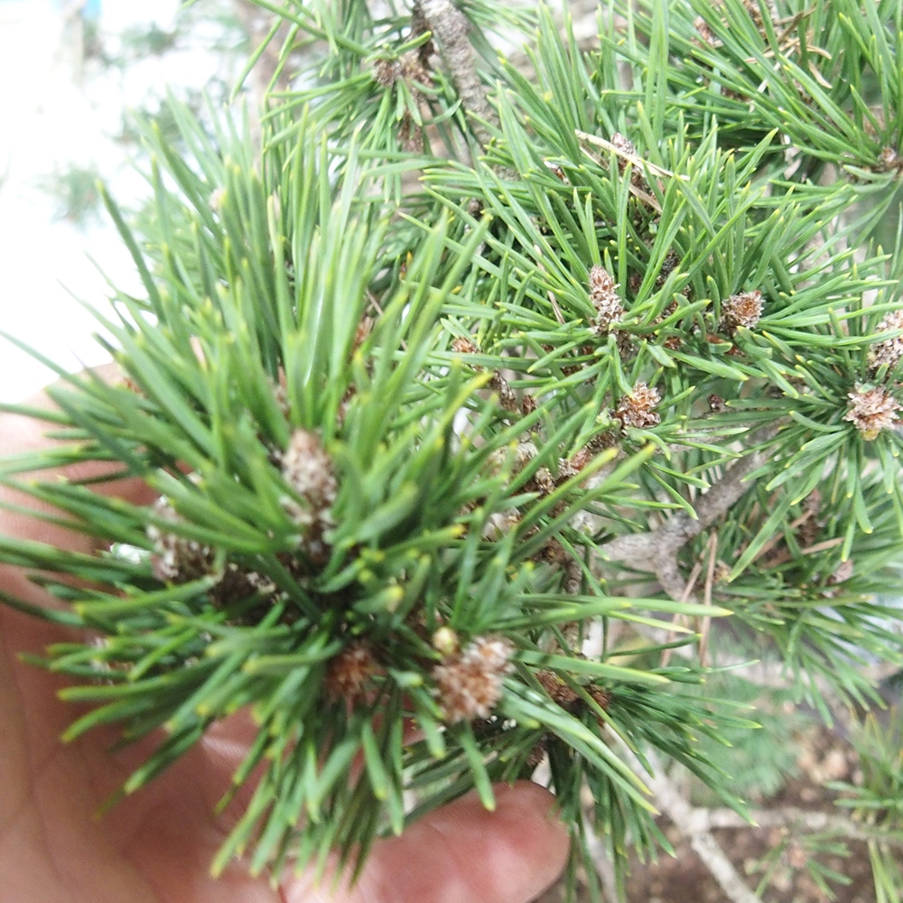 Yamadori - Pinus sylvestris 