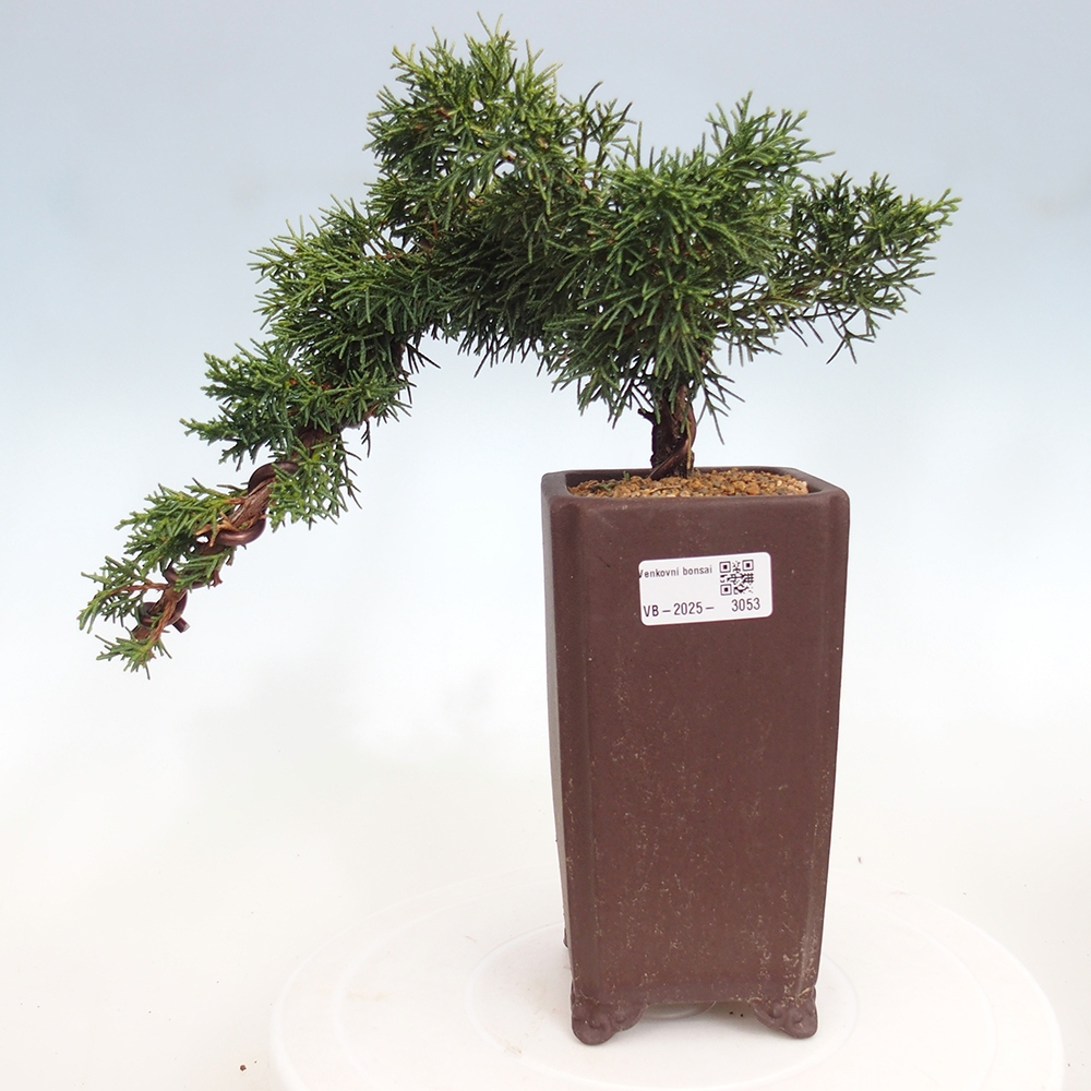Bonsai im Freien - Juniperus chinensis Kishu - Chinesischer Wacholder