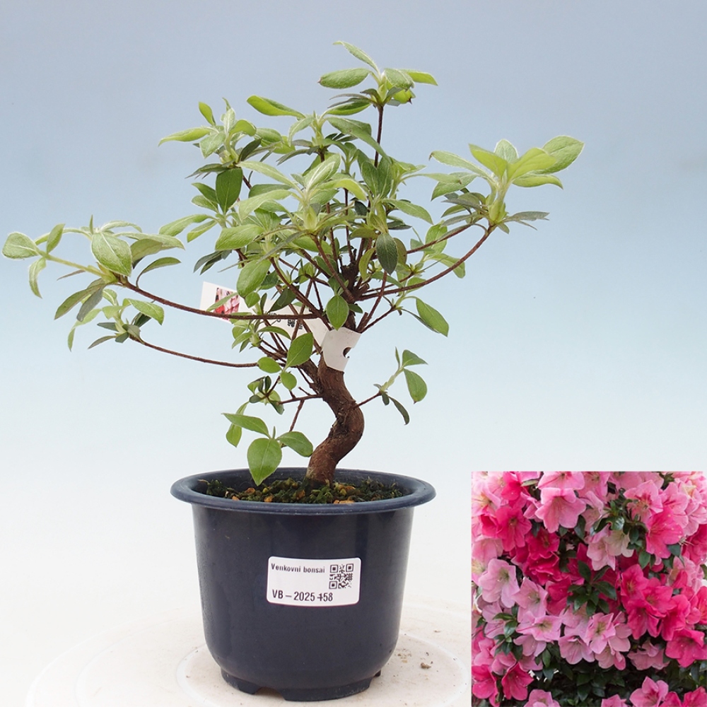 Bonsai im Freien - Japanische Azalee - Azalea Saien