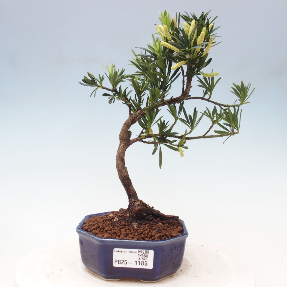 Indoor-Bonsai - Podocarpus - Stein tausend