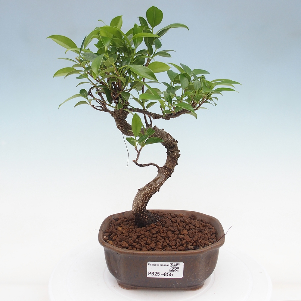 Zimmerbonsai - Ficus retusa - kleinblättriger Ficus