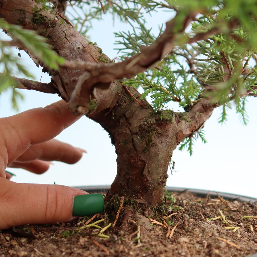 Bonsai für draußen - Juniperus chinensis Itoigawa-Juniperus chinensis