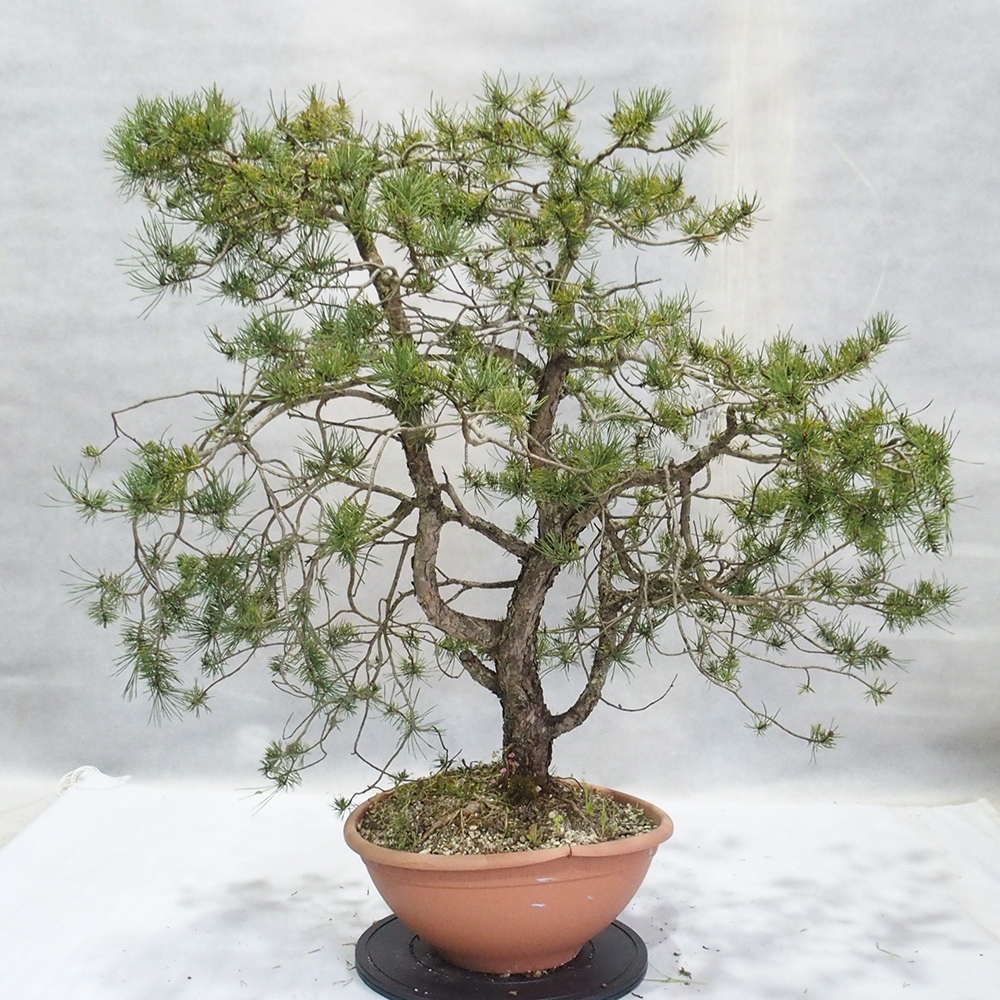 Yamadori - Pinus sylvestris 