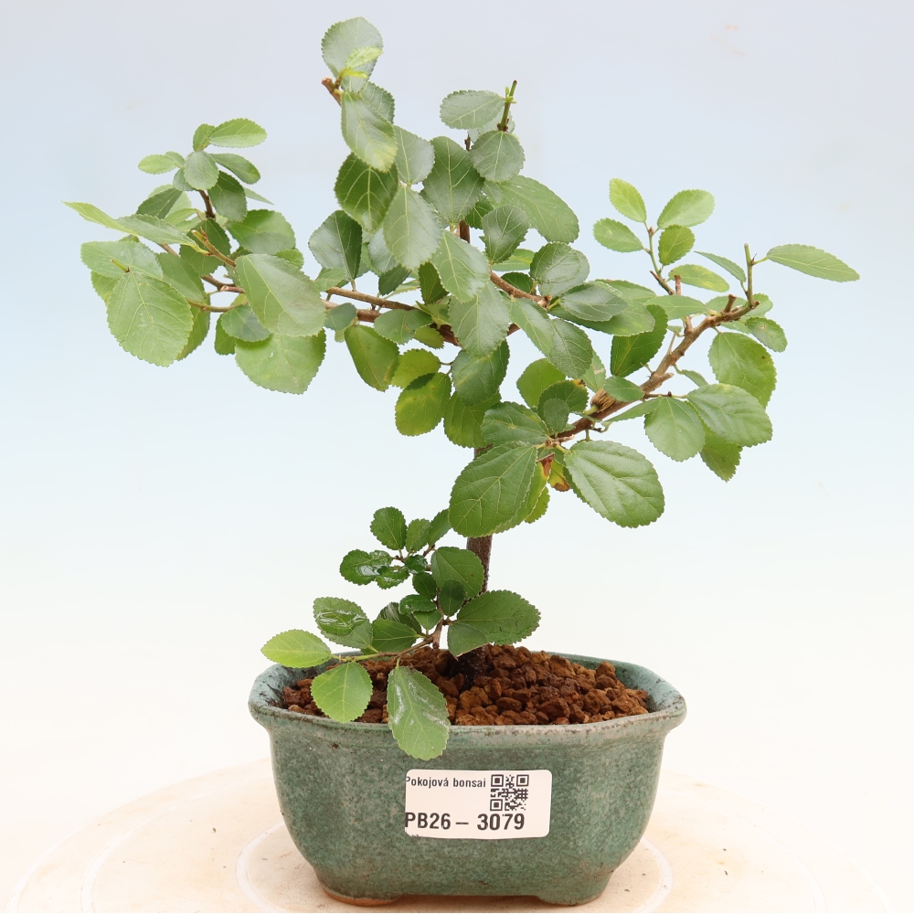 Zimmerbonsai – Grewia occidentalis – Lavendel-Sternblume