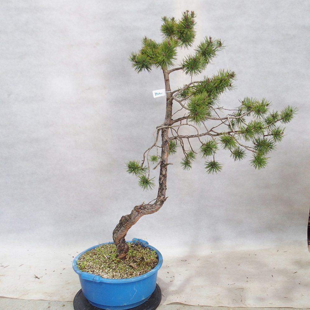 Yamadori - Pinus sylvestris 