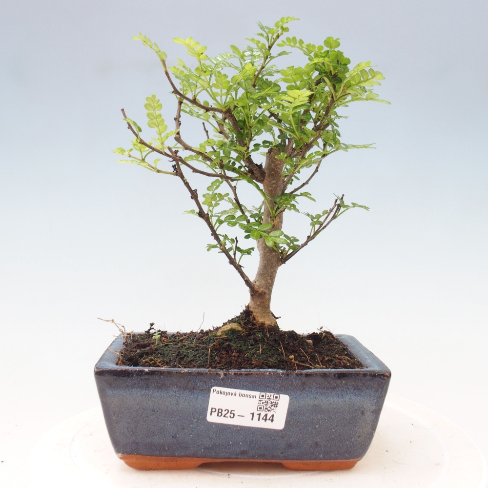 Indoor-Bonsai - Zantoxylum piperitum - Pfefferminze