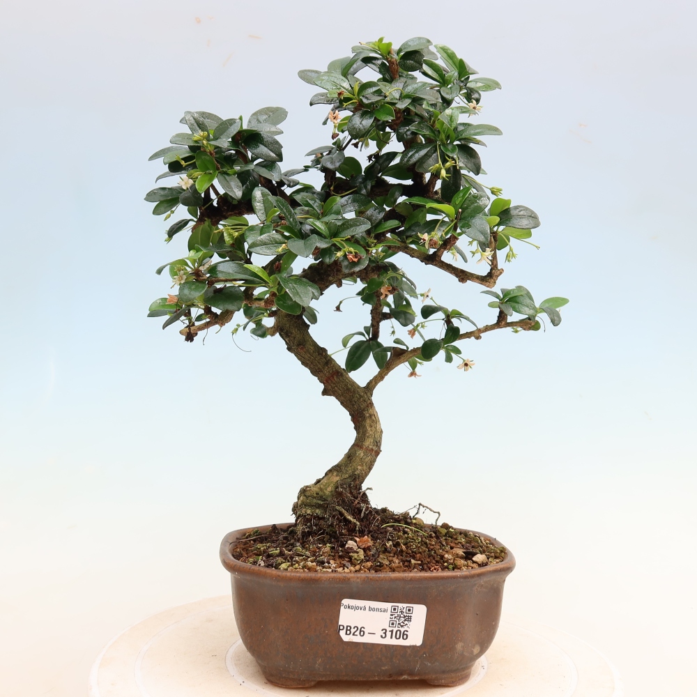 Zimmer-Bonsai - Carmona macrophylla - Tee-Fuki