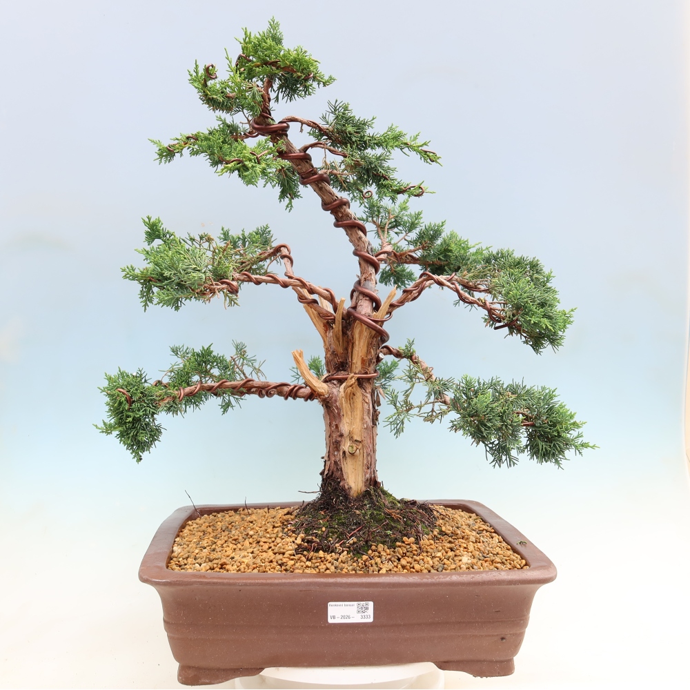Bonsai für draußen - Juniperus chinensis Kishu