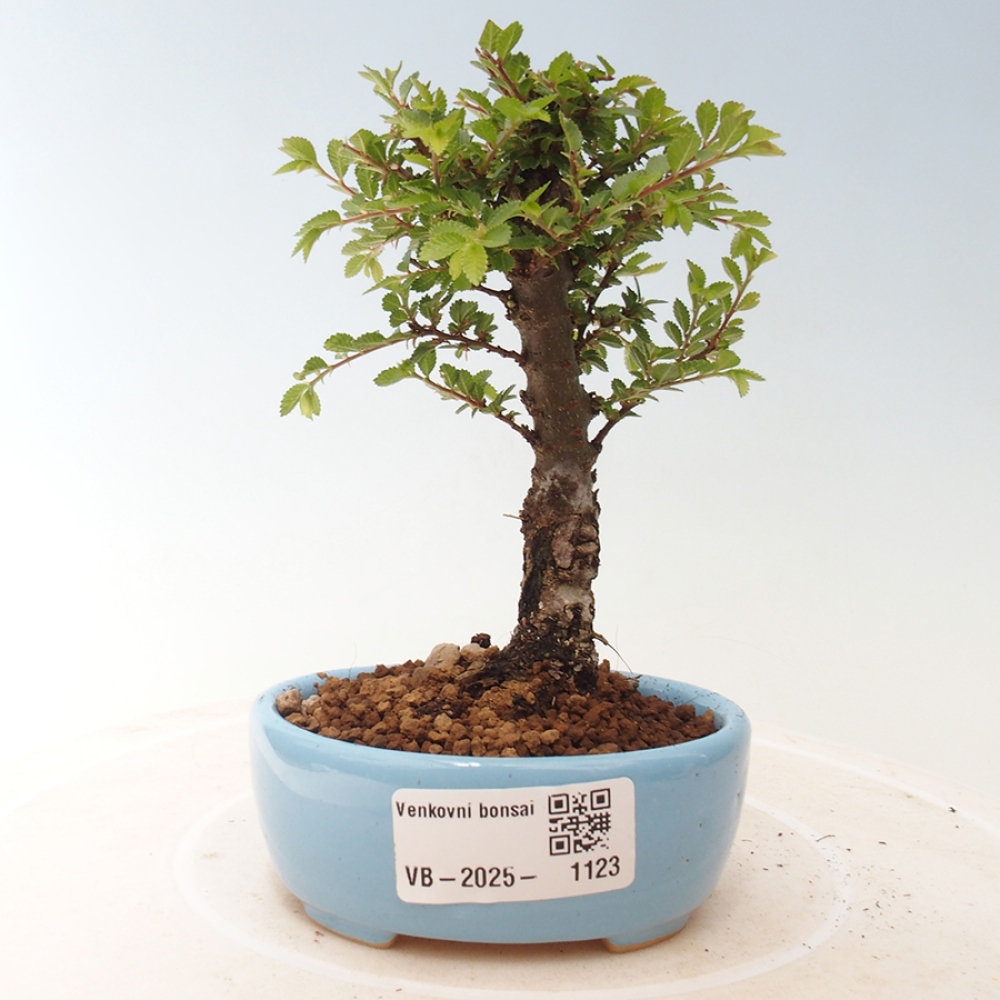 Bonsai im Freien - Ulmus parvifolia Sagei - Kleinblättrige Ulme