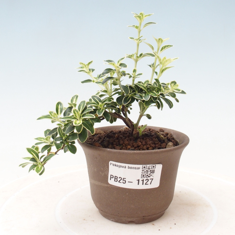 Zimmerbonsai - Serissa foetida Variegata - Baum der tausend Sterne